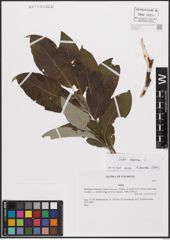 Foto von Salix caprea L.